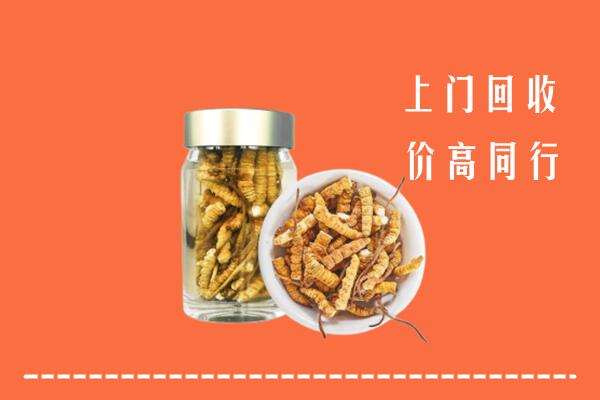 科尔沁右翼前旗回收冬虫夏草